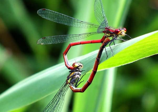 Large red damselflies