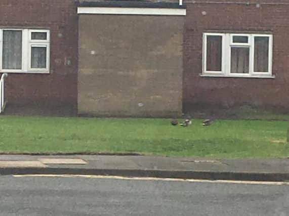 The three ducks take a wander down through Balby. (Photo: Peter LUFC Hannan).