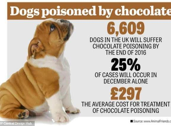 Dog choc dangers at a glance