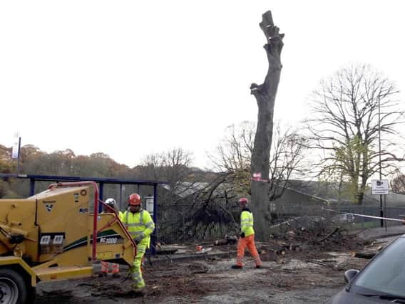 Tree felling in Rustlings Road, Sheffield.