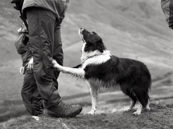 Megan has proved she really is mans best friend by searching hundreds of kilometres of land in all weathers. Picture submitted.