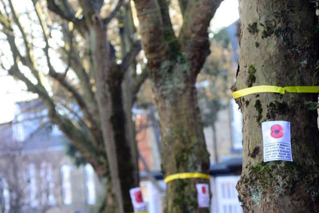 Yellow ribbons on trees in Western Road, Crookes.