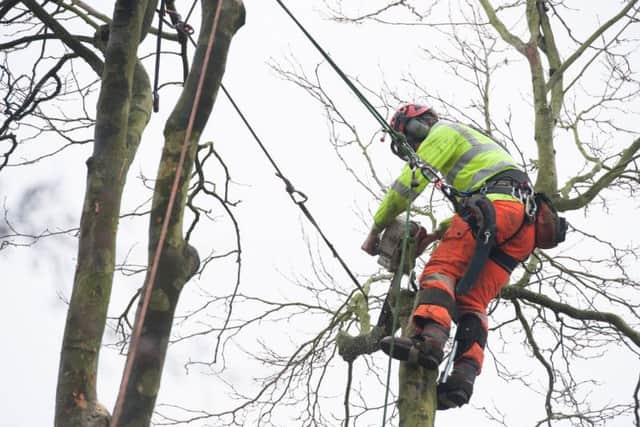 A tree is cut down in Dunkeld Road.