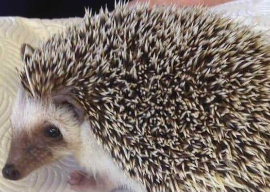 A hedgehog for sale at the Lizard Lounge, Hillsborough, Sheffield.