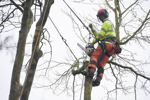 A tree is felled on Dunkeld Road, Nether Edge