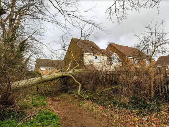 Storm Doris pulled down trees all over the country.