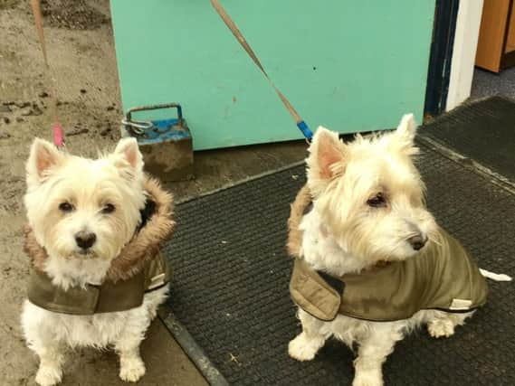 Sue Flynn's dogs Amy and Dylan outside a polling station in Roundhay, north Leeds