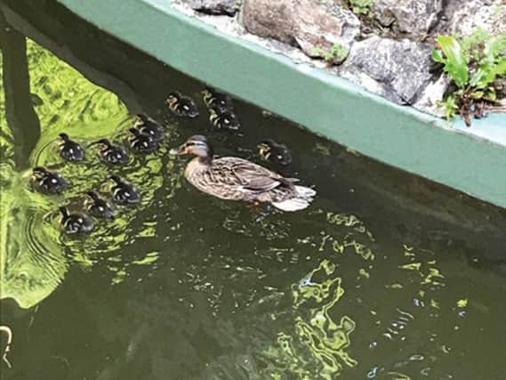 The ducks that shut down the ride at Gulliver's Kingdom.