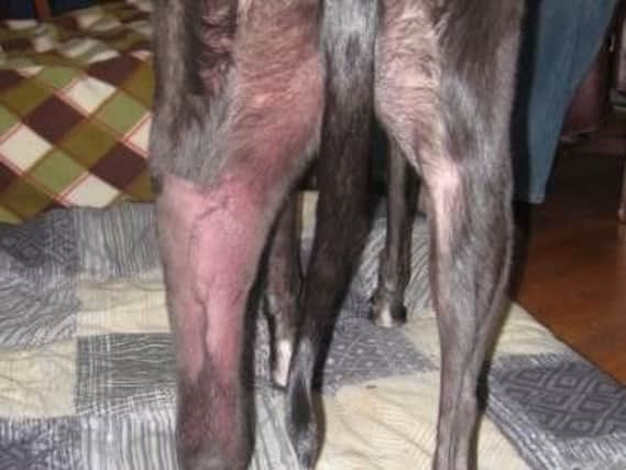 Alabama rot