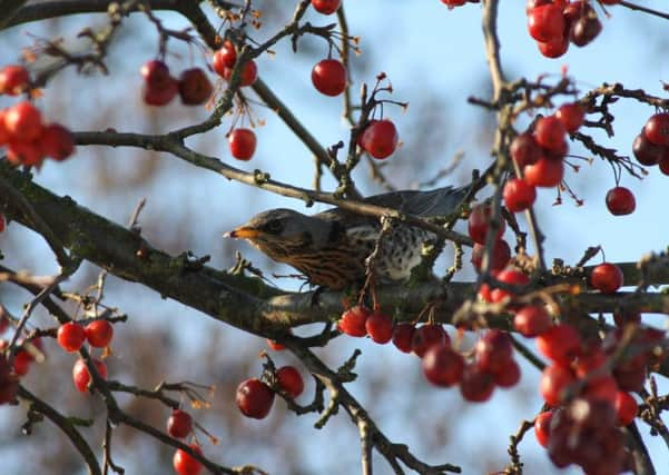 A waxwing enjoying crab apples