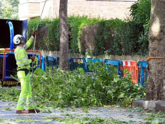 An arborist at work in Sheffield.