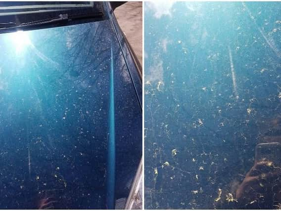 Yellow dust on cars - Credit; Paige Parkin