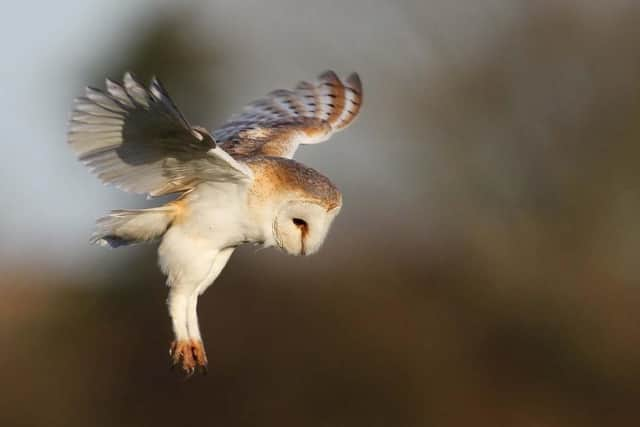 Barn Owl - Margaret Holland.