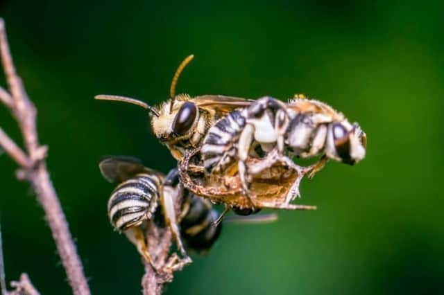 The small insects were discovered living under her eyelids where they were feasting on her tears (Photo: Shutterstock)