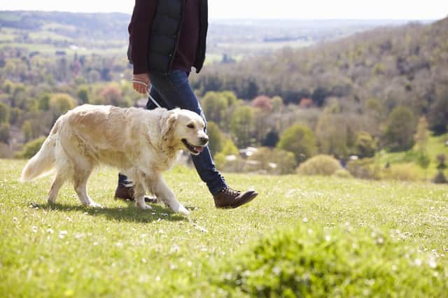 Vets are warning UK dog owners about deadly Alabama Rot disease - what you need to know
(Photo: Shutterstock)